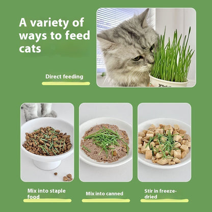 Lazy Cat Grass Cans – Hydroponic Soilless Digestive & Hairball Support Snacks