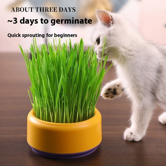 Potted Seeds Soilless Hydroponic Cat Grass