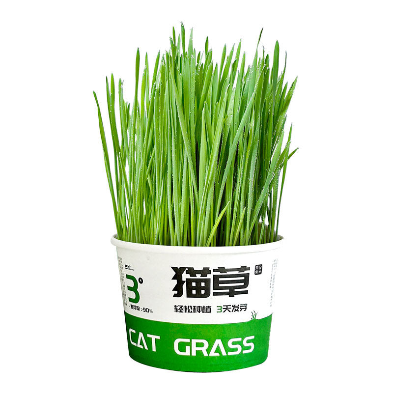 Lazy Cat Grass Cans – Hydroponic Soilless Digestive & Hairball Support Snacks